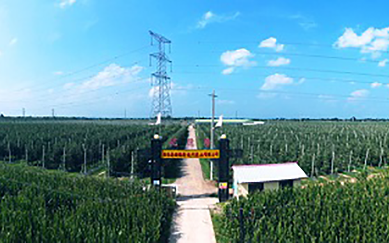 靈臺(tái)優(yōu)德隆農(nóng)業(yè)公司1300畝果園安防監(jiān)控、網(wǎng)絡(luò)機(jī)房案例